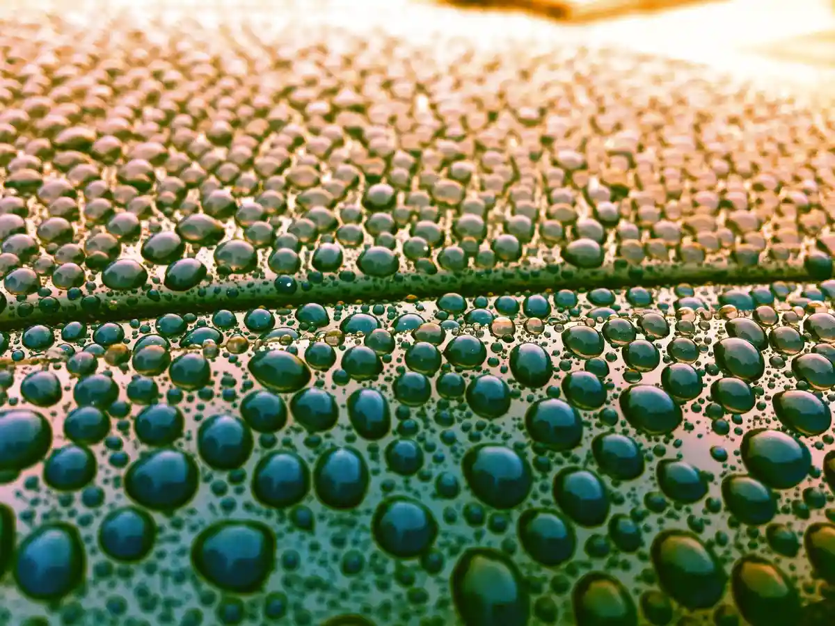 Next Level Detailing FL — Naples FL